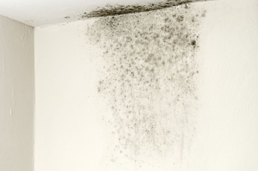 Mold Remediation by Resolve Restoration